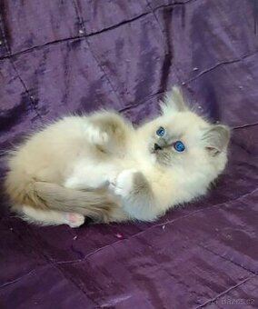 Ragdoll Blue mitted