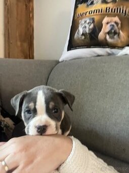 Štěně American Bully
