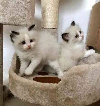 Ragdoll kotatka