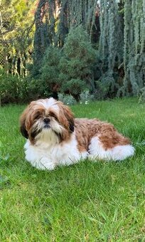 Shih tzu s PP na krytí