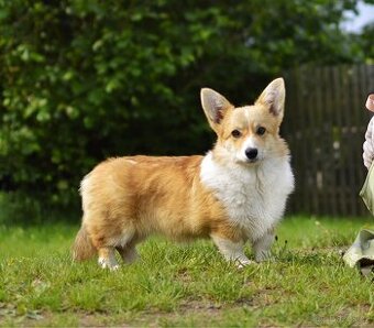 Fenka Welsh Corgi Pembroke s PP