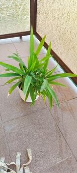 PALMA YUCCA - 1