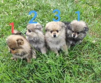 Štěňátka špic pomeranian