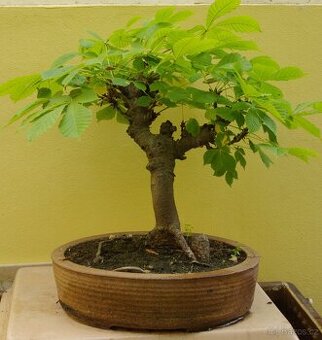 Aesculus hippocastanum - jírovec kaštan koňský-35 let
