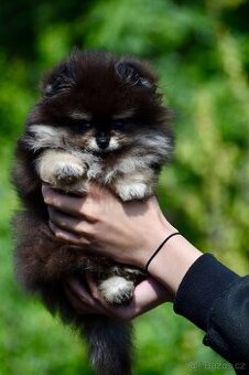Pomeranian