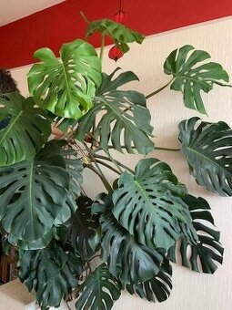 Monstera deliciosa (Monstera skvostná) 2 kusy