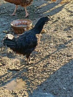 Ayam cemani kohout
