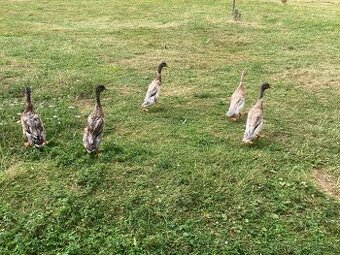 Indický běžec - kačer