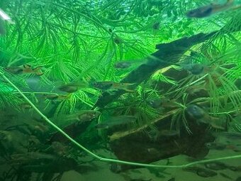 Endlerky - Poecilia wingei