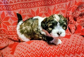 Havansky psík štěně