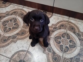 Ladbrdor  štěňátko