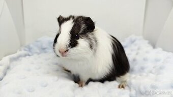 Morče, Morčata, Morčátko, Morčátka - BETTY