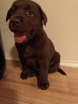 Labrador retriever