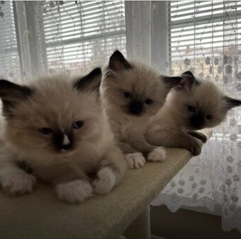 Ragdoll mitted bez PP - kocourek