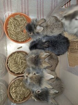 Zakrslí Teddy králíčci k odběru