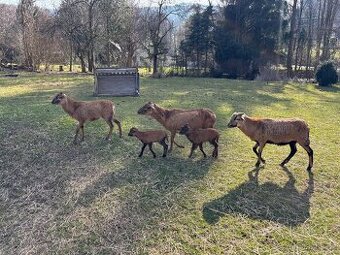 Kamerunské ovce – jehňata, beran, jehnička