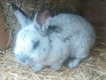 Prodám samce králíka VSS