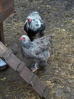 Nasadova vejce Brahmanka velka