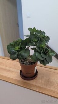Kalanchoe blossfeldiana