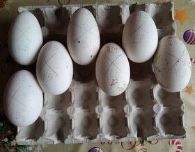Násadova vejce husí