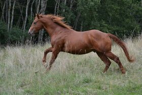 Quarter Horse - 1