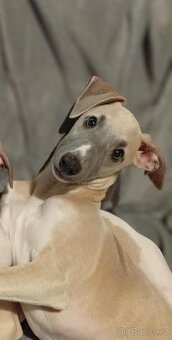 Whippet/ Vipet s PP