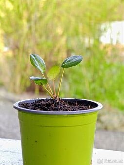 Pilea peperomioides