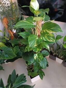 Pothos Epipremnum aureum