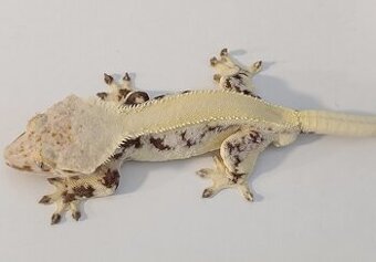 Pagekon řasnatý 1.0 Lilly White 27g