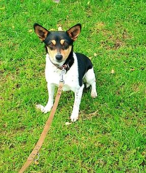 Jack Russel x