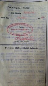 Rodokmen psa