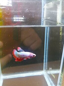 Betta Splendens - Betta bojovnice (Samec 16) - 1