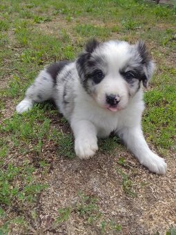 Border kolie blue a red merle