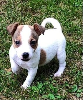 Jack Russel terier, kouzelná štěňátka