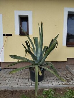 Agáve