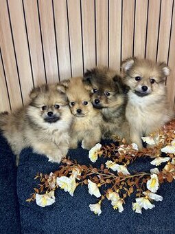 Štěňátka pomeranian bez PP