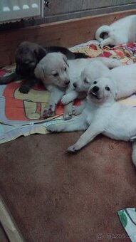Štěňata na prodej