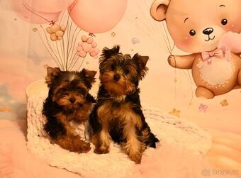 Jorksirsky terier s PP FCI