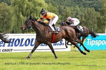 Pronájem dostihových koní v tréninku