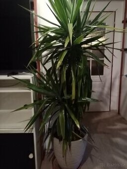 Prodám palmu ve velkém kvetinaci