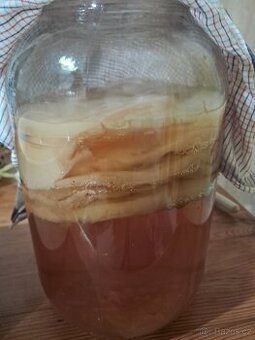 Kombucha - scoby nasada a nalev