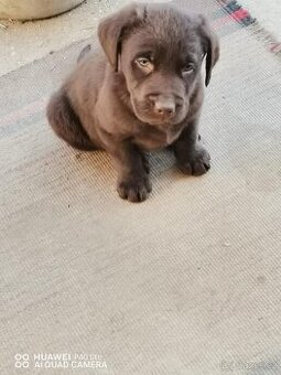 Labradorský retrívr