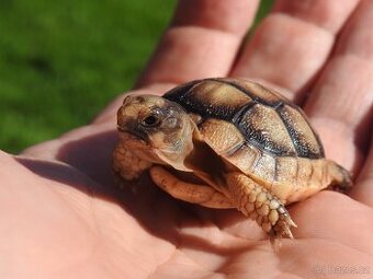 Malé suchozemské želvy