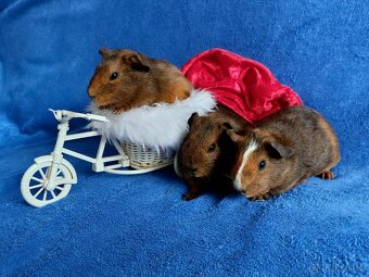 Morče, morčátka miminka, genové skinny