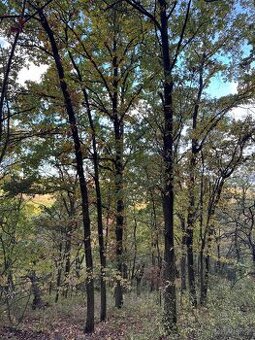 Prodej lesních pozemků v k.ú. Úlovice