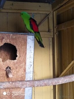 Papoušek Cervenokridly