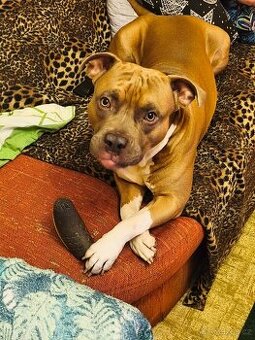 Americký stafordšírský teriér ke krytí - 1