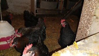 Prodám nasadova vejce