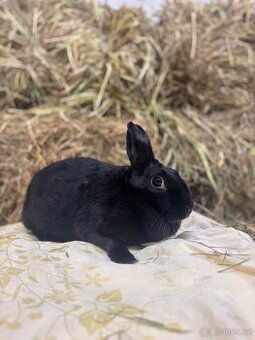 Zakrslý králík - Espeon