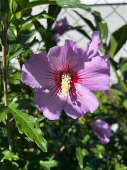ibišek syrský - venkovní - vzrostlá rostlina cca 150 cm